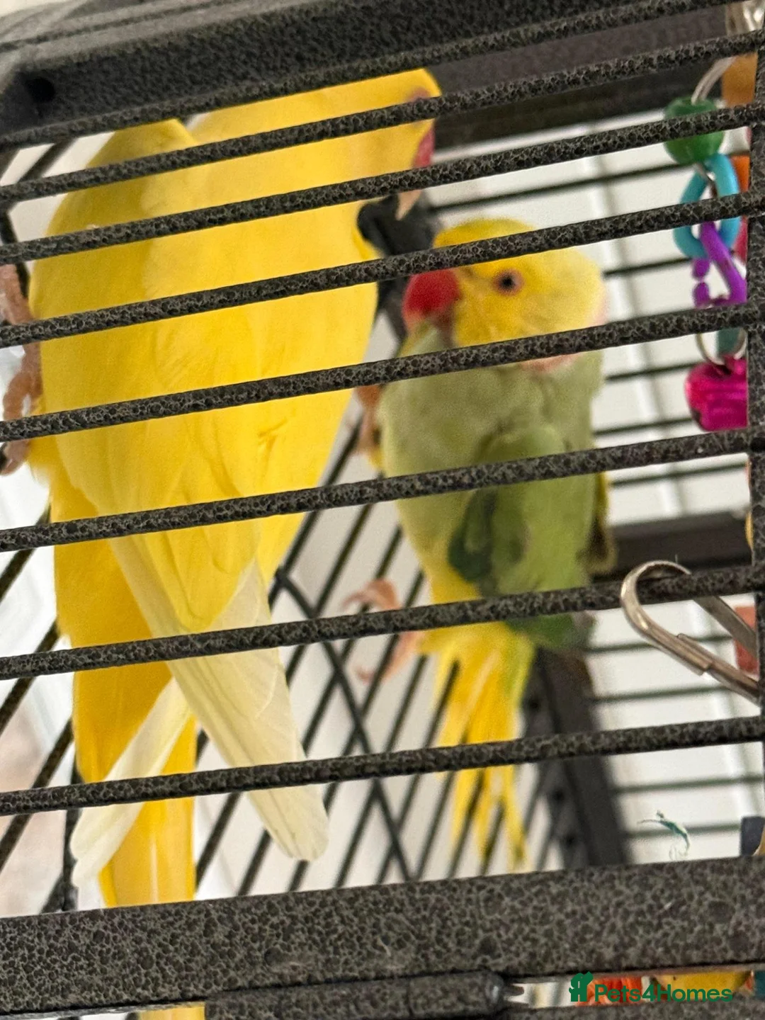 Parakeets birds for sale: Yellow Female and Green/Yellow Male Parrot - Advert 3