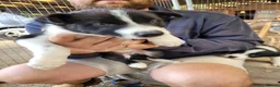 Border Collie dogs for sale: Gorgeous Border Collie Pups in Beaconsfield - Advert 3