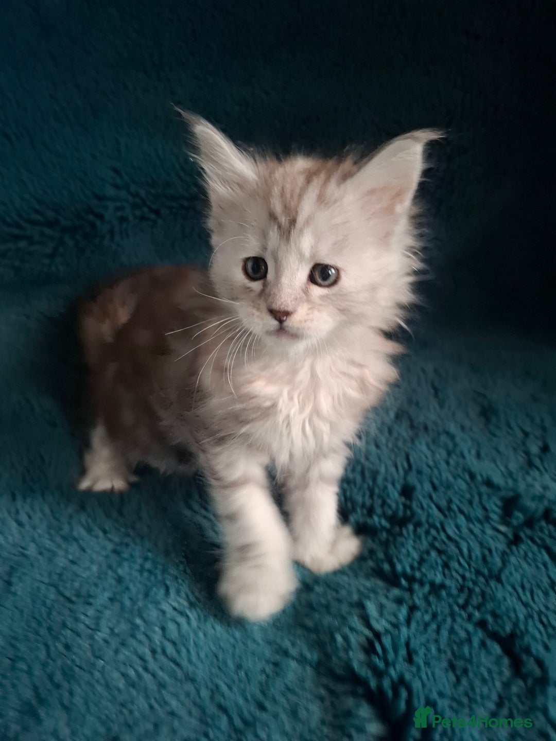 Maine Coon cats for sale: Tica Registered Maine Coon Kittens - Advert 7
