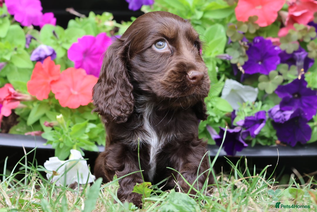 Cocker Spaniel dogs for sale: Family raised champion cocker REDUCED AND READY - Image 7
