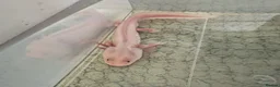 Axolotl reptiles for sale: Male axolotl in Colchester - Advert 3
