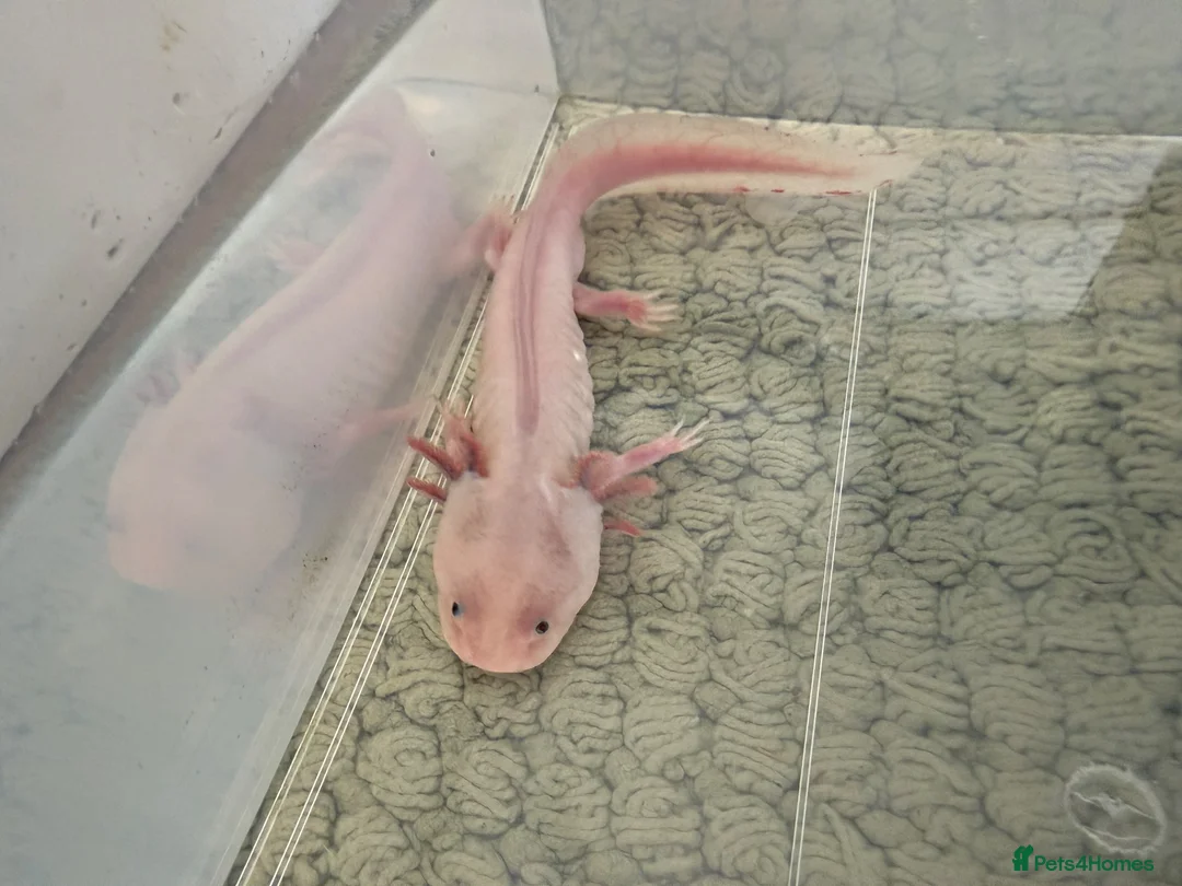 Axolotl reptiles for sale: Male axolotl in Colchester - Advert 3