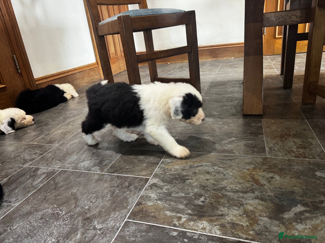Old English Sheepdog dogs for sale: Extensively health tested KC registered OES  - Advert 6