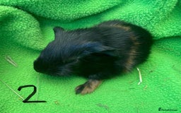 Guinea Pig rodents for sale: 6no beautiful baby guinea pigs - mixed - Image 4