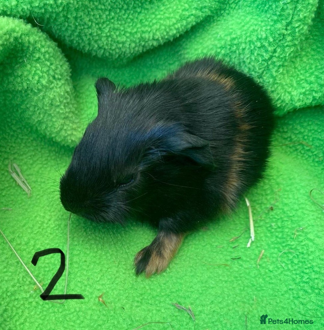 Guinea Pig rodents for sale: 6no beautiful baby guinea pigs - mixed - Image 4