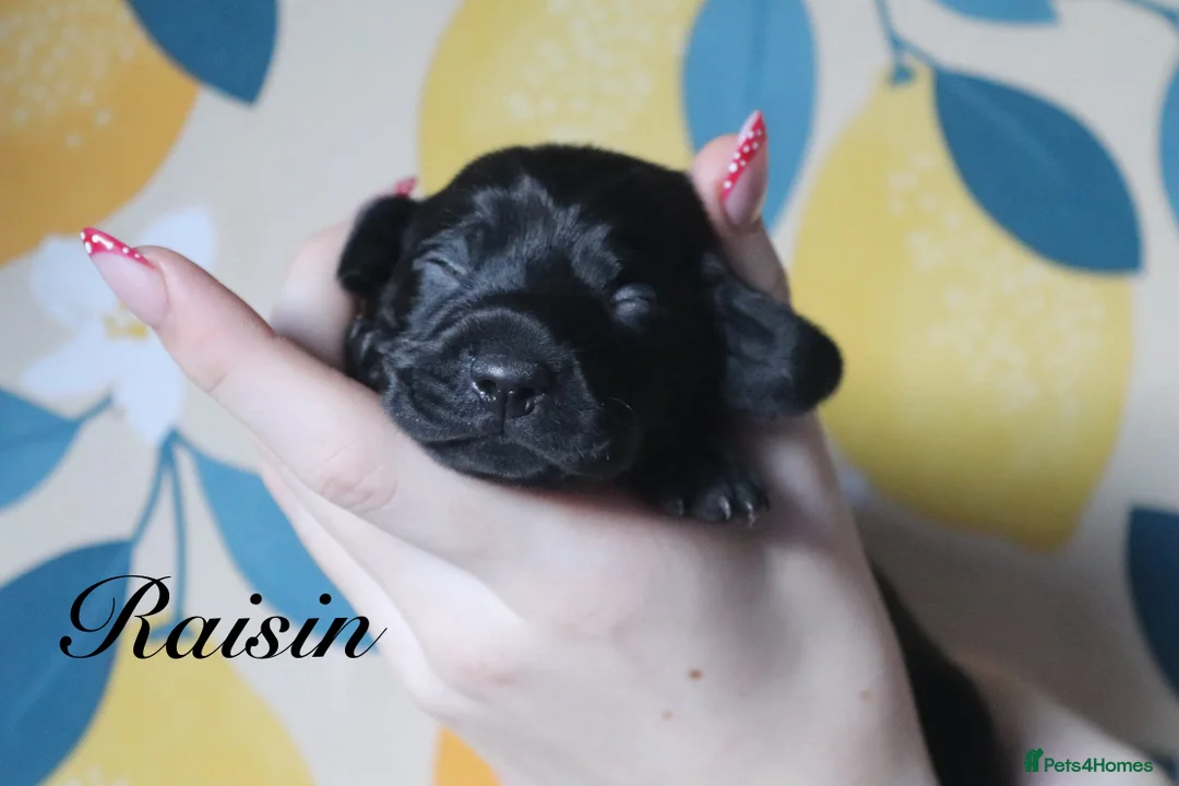 Miniature Dachshund dogs for sale: Miniature Dachshund pups❤️ - Advert 13