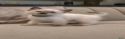 Ragdoll cats for sale: 🌸 Purebred Adorable Ragdoll Kittens 🌸 - Advert 4