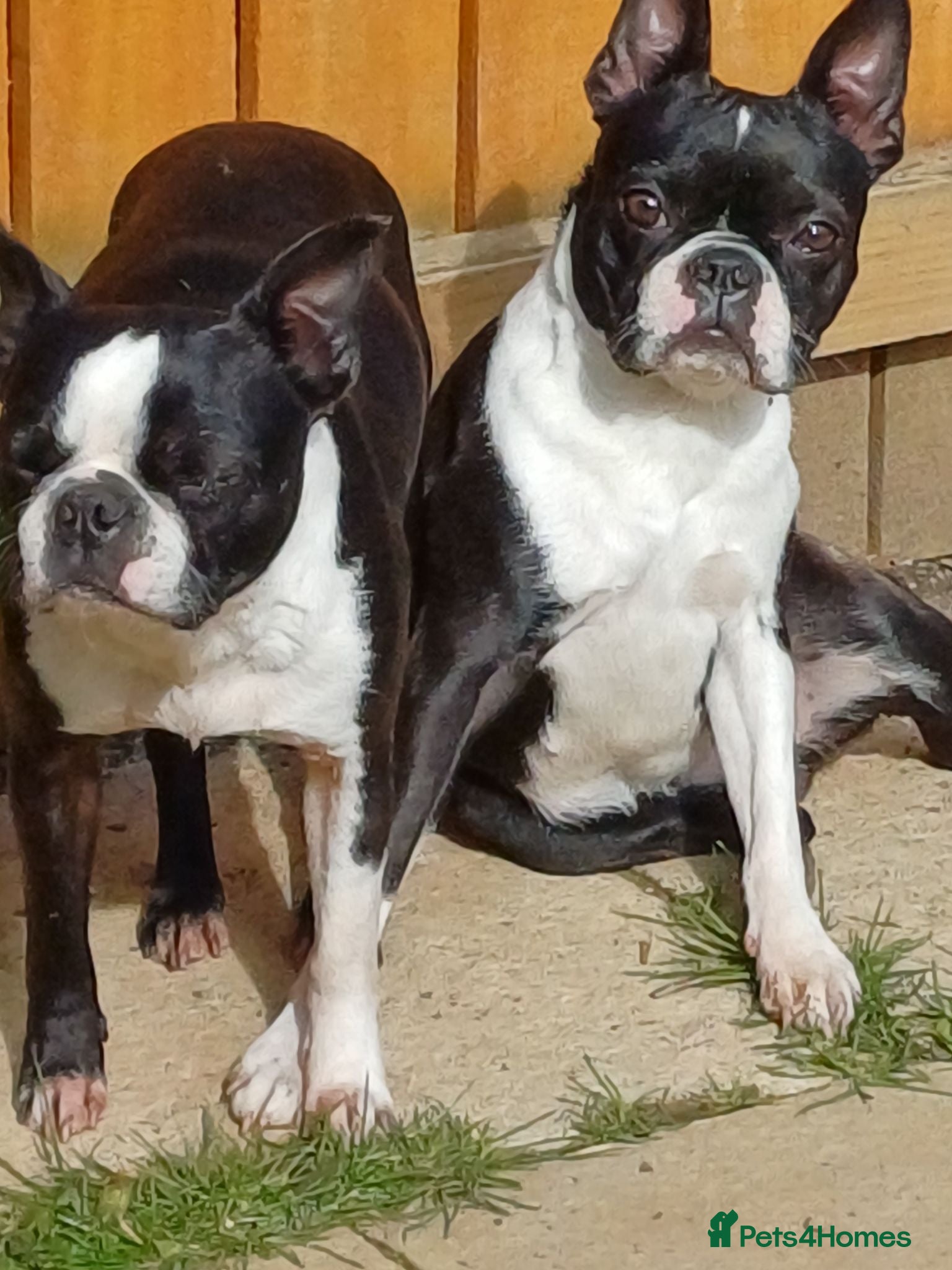 Boston Terrier dogs Available: healthy mother and daughter - Advert 1