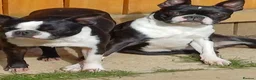 Boston Terrier dogs for sale: Available: healthy mother and daughter - Advert 1