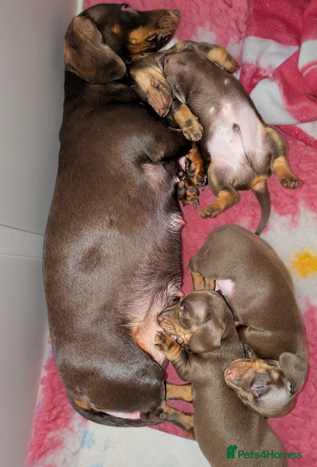 Miniature Dachshund dogs for sale: 🐾 KC Registered Miniature Dachshund Puppy Boy 🐾 - Advert 1