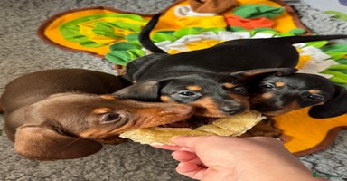 Dachshund dogs - Advert 9