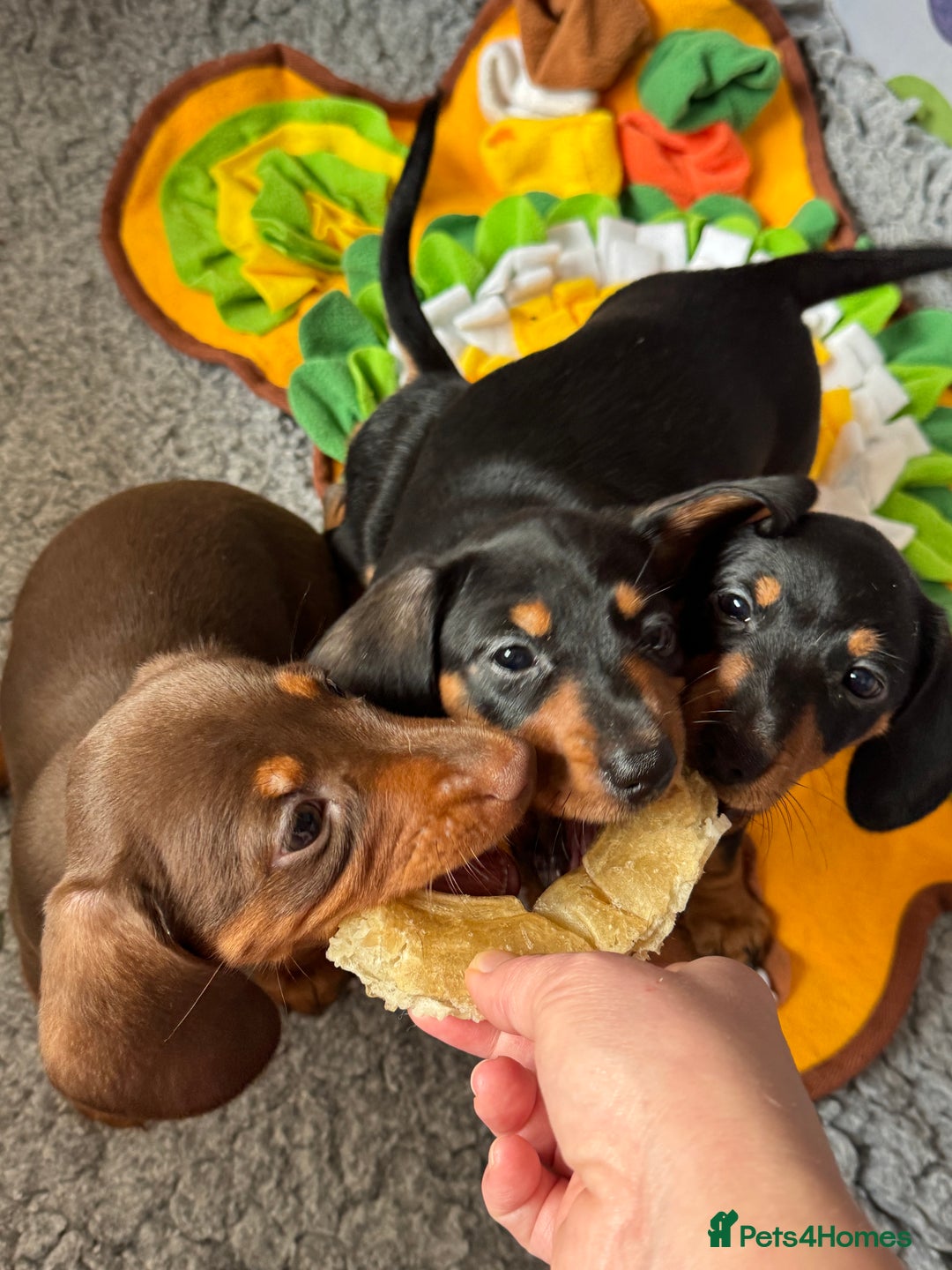 Dachshund dogs for sale: Mini dachshund puppies, PRA clear, health tested - Advert 10