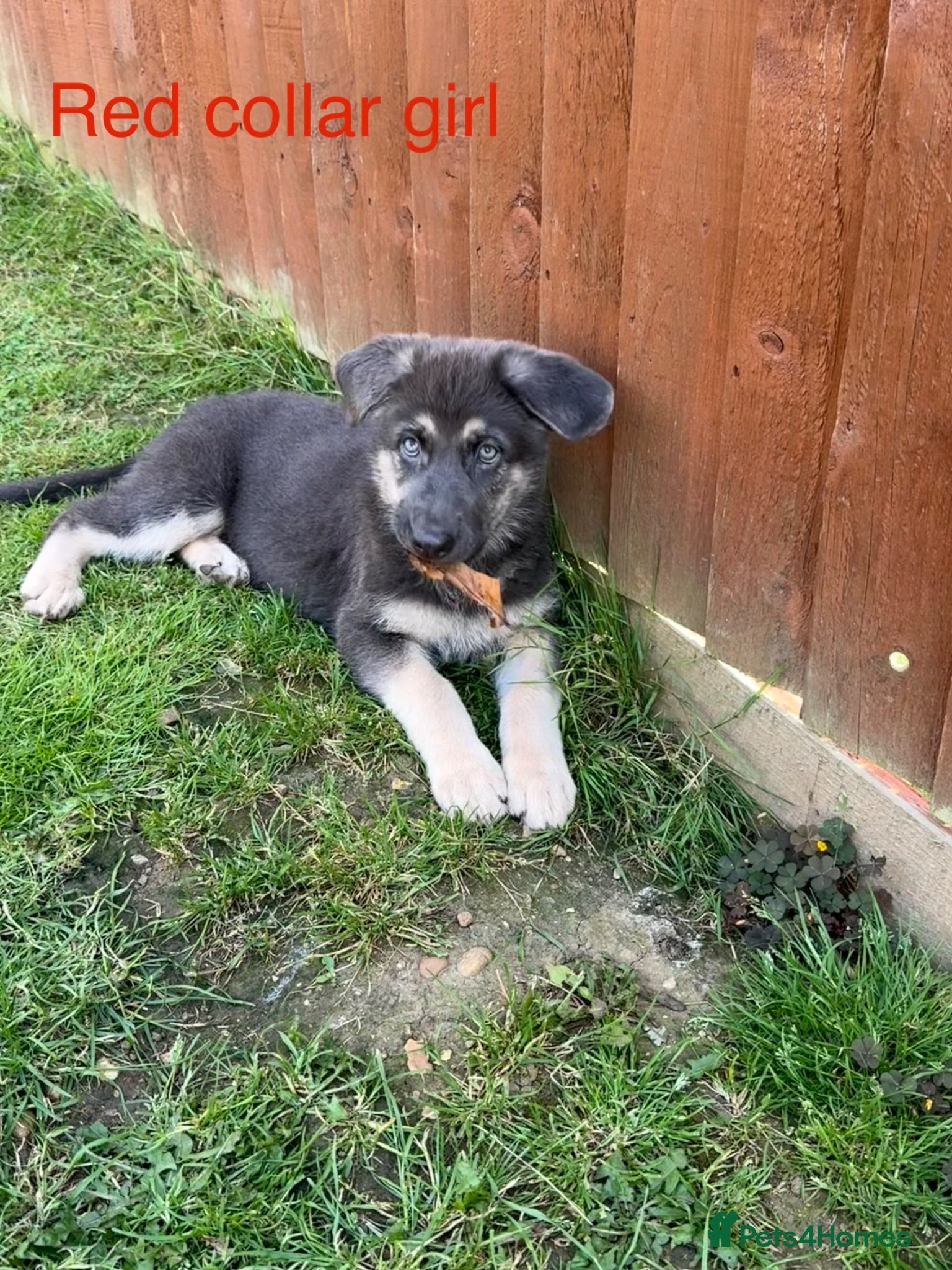 German Shepherd dogs RARE BLUE GERMAN SHEPHERD PUPPIES KC  - Advert 2
