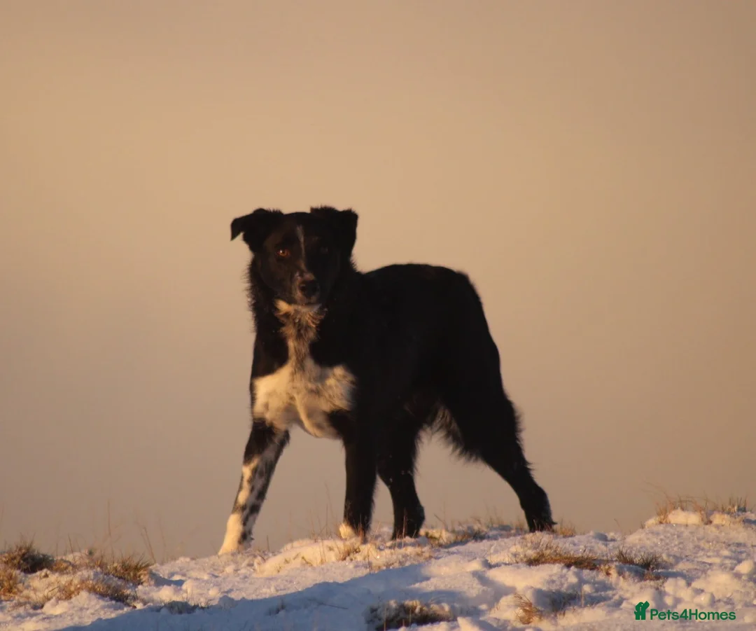 Border Collie dogs for sale: Young border collie - Advert 1