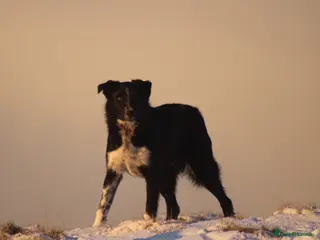 Border Collie dogs Young border collie - Advert 1