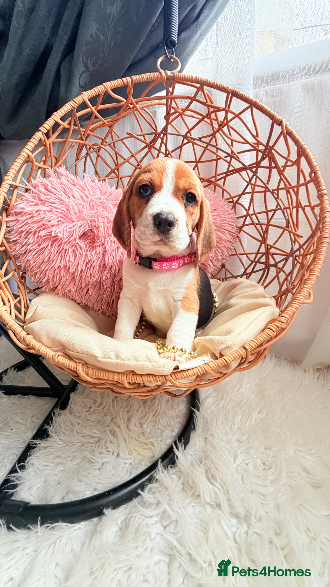 Beagle dogs for sale: 💞BEAUTIFUL BEAGLE PUPPIES 💞 - Advert 11