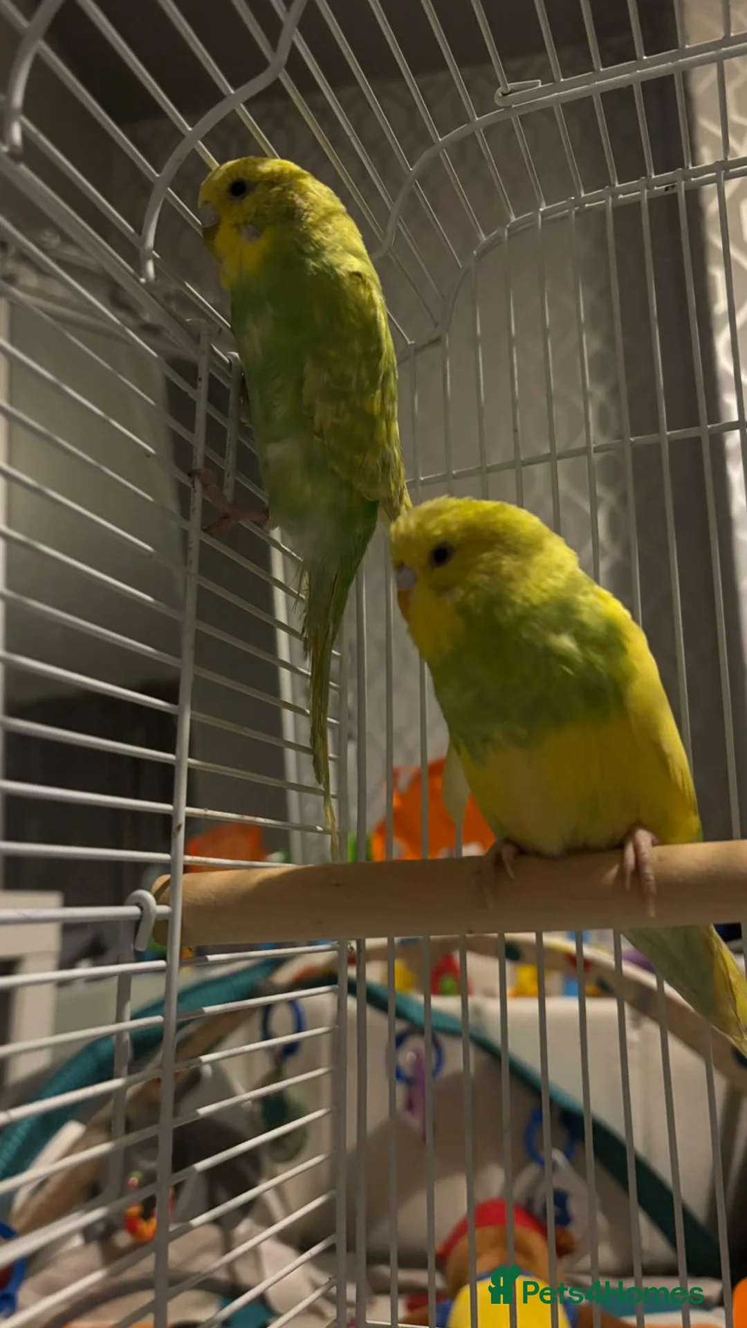 Budgerigars birds for sale: 1 pair of budgies with the cage - Advert 3