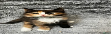 Calico