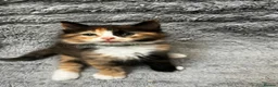 Turkish Angora cats for sale: Turkish Angora Long-hair kittens - Advert 10