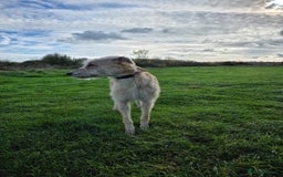 Lurcher dogs for sale: Lurcher boy for sale  - Image 3
