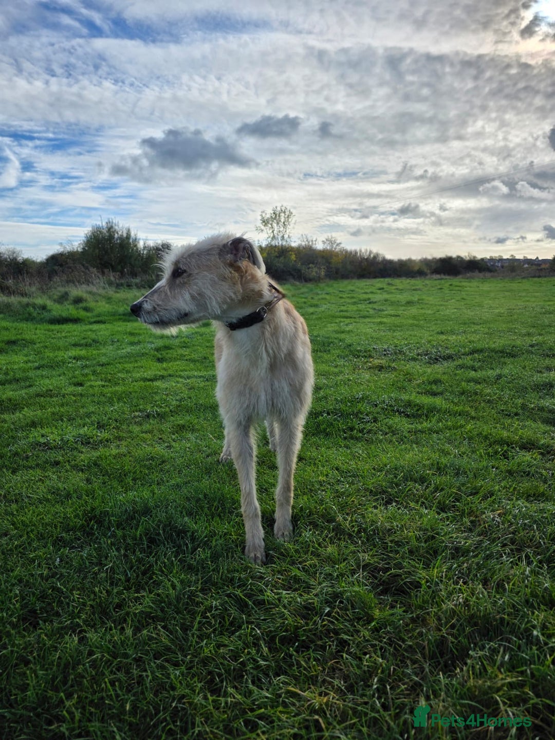 Lurcher dogs for sale: Lurcher boy for sale  - Image 3