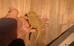 Bearded Dragon reptiles for sale: Baby bearded dragons  - Image 14