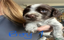 Sprocker dogs for sale: Sprocker Spaniel - Advert 2