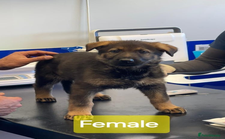 German Shepherd dogs - Advert 2