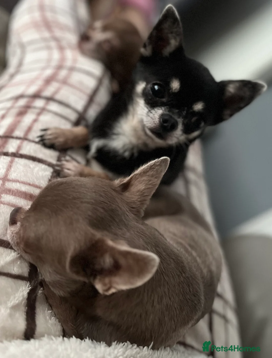 Chihuahua dogs for stud: STUNNING KC LILAC BOY FOR STUD DUTIES  in Birmingham - Advert 5