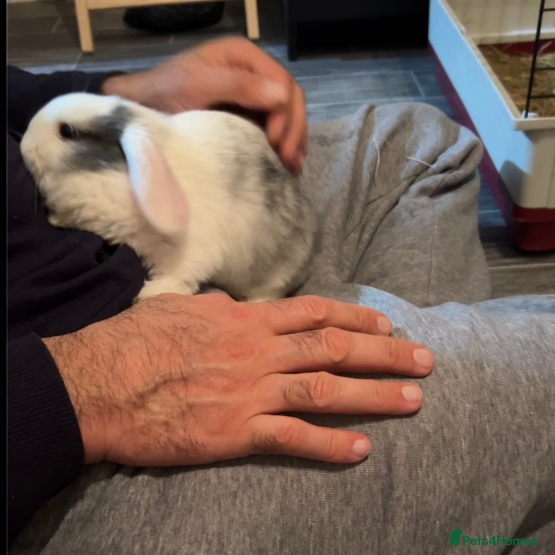Mixed Breed rabbits for sale: Rabbit - Image 1