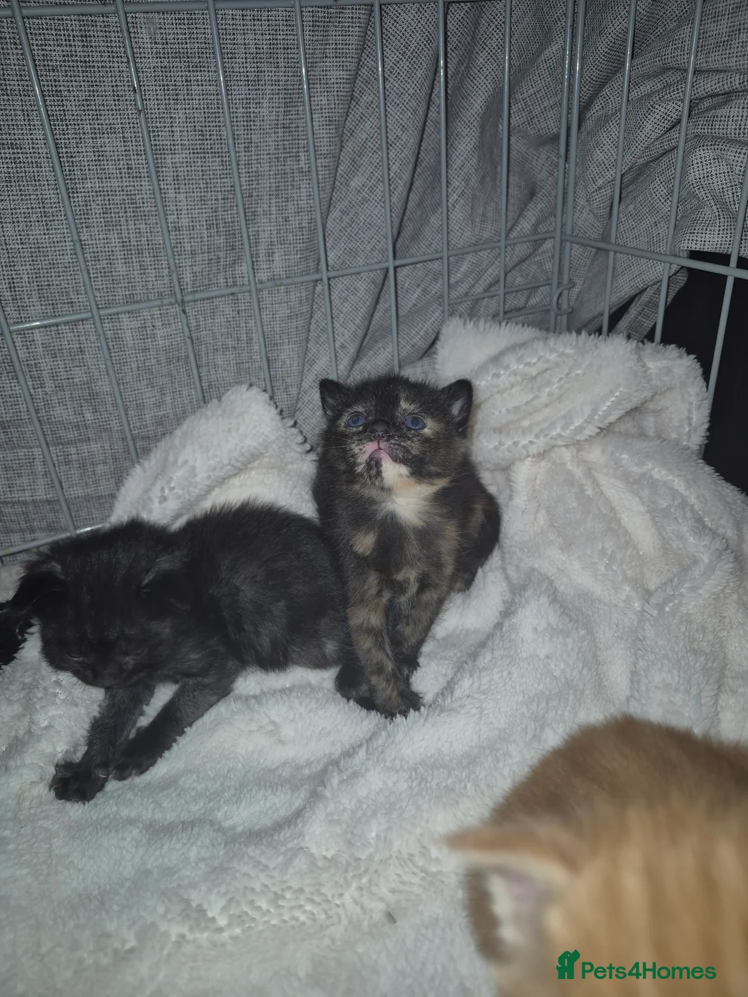 Mixed Breed cats for sale: 3 beautiful kittens - Advert 9