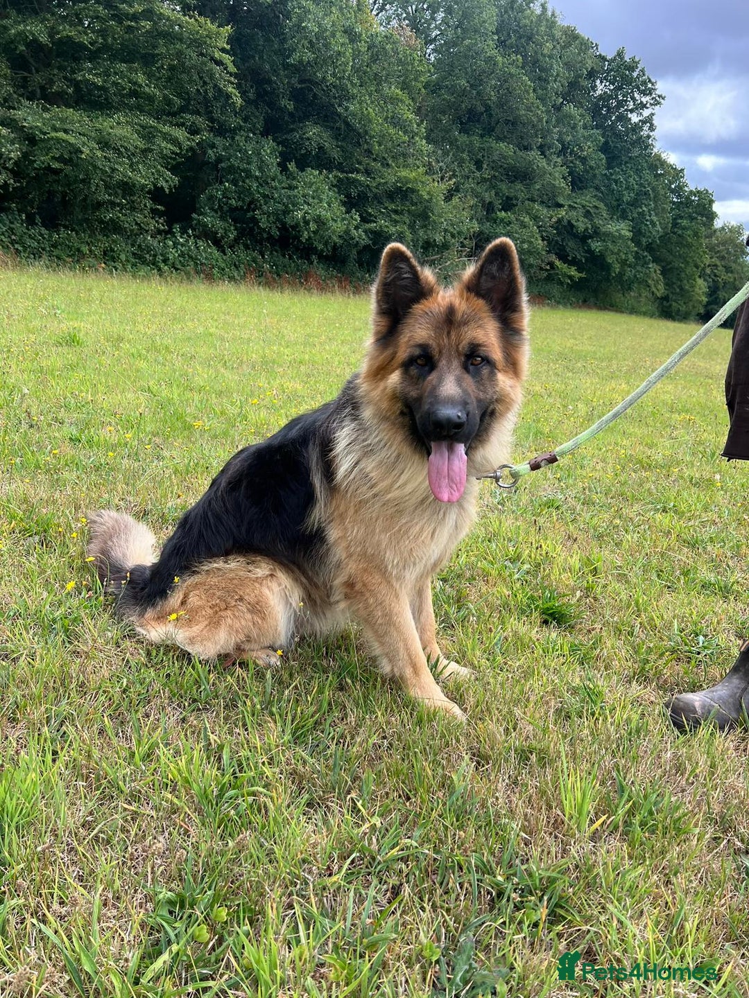 German Shepherd dogs for sale: German Shepherd puppies Kc registered  - Advert 12