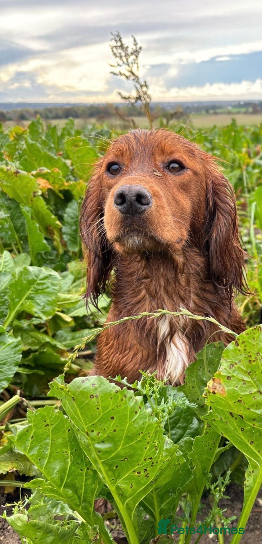Cocker Spaniel dogs for sale: Beautiful Boy cocker spaniels for sale  - Advert 3