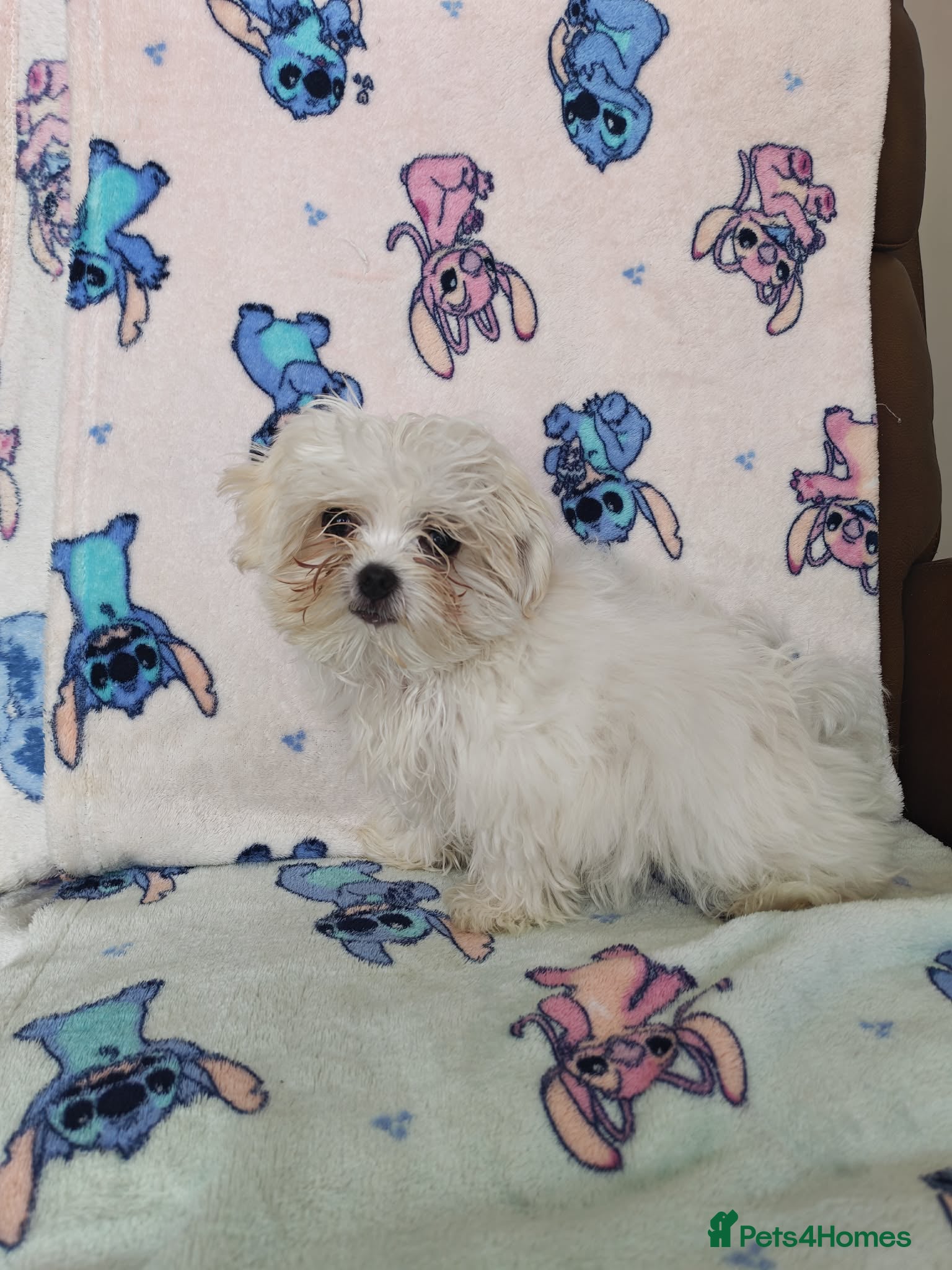 Maltese dogs 🐾 Beautiful Maltese puppy for sale 🐾 - Advert 1
