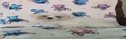 Maltese dogs for sale: 🐾 Beautiful Maltese puppy for sale 🐾 - Advert 2