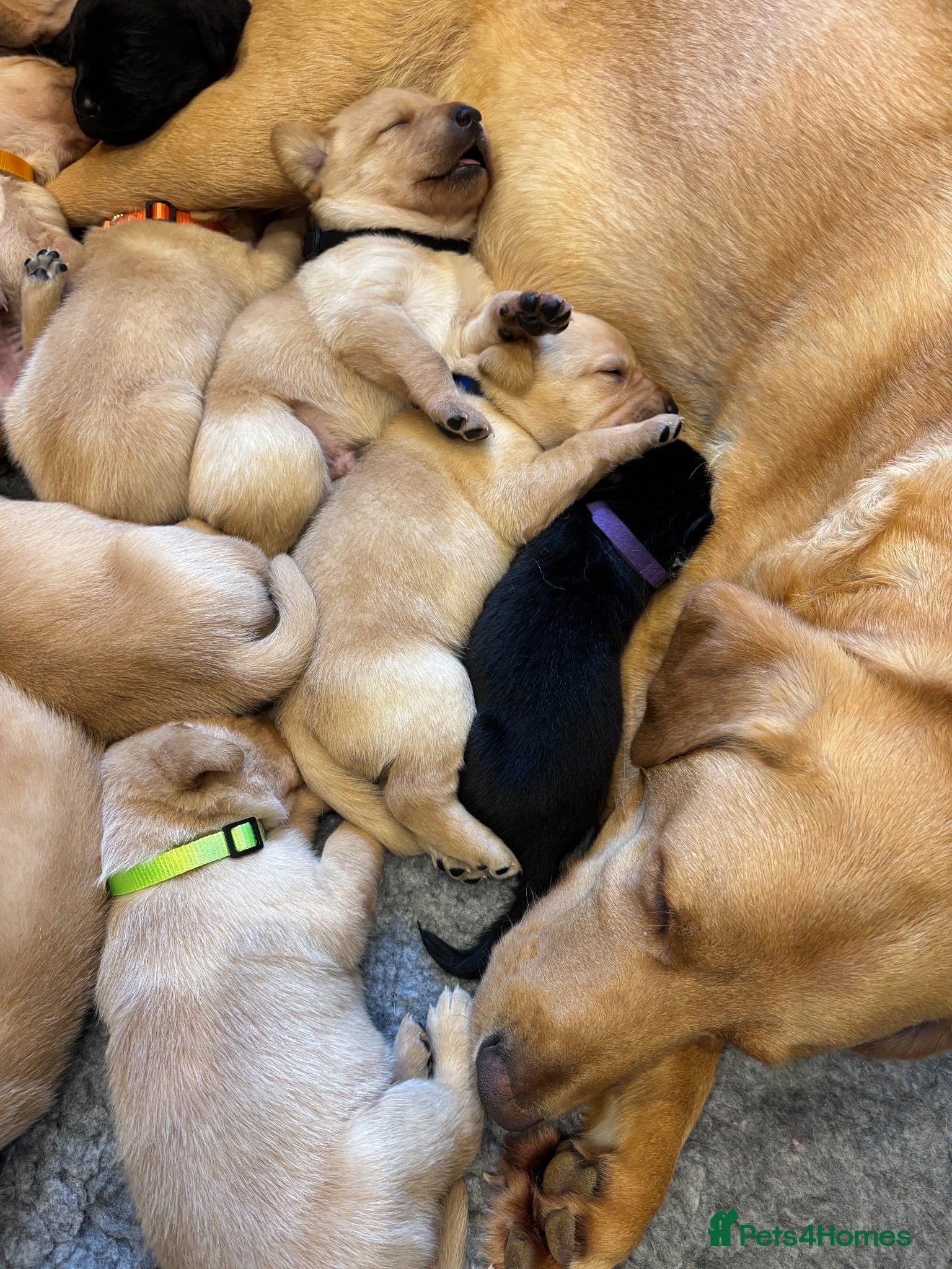 Labrador Retriever dogs DNA tested KC reg Labrador puppies - Advert 2