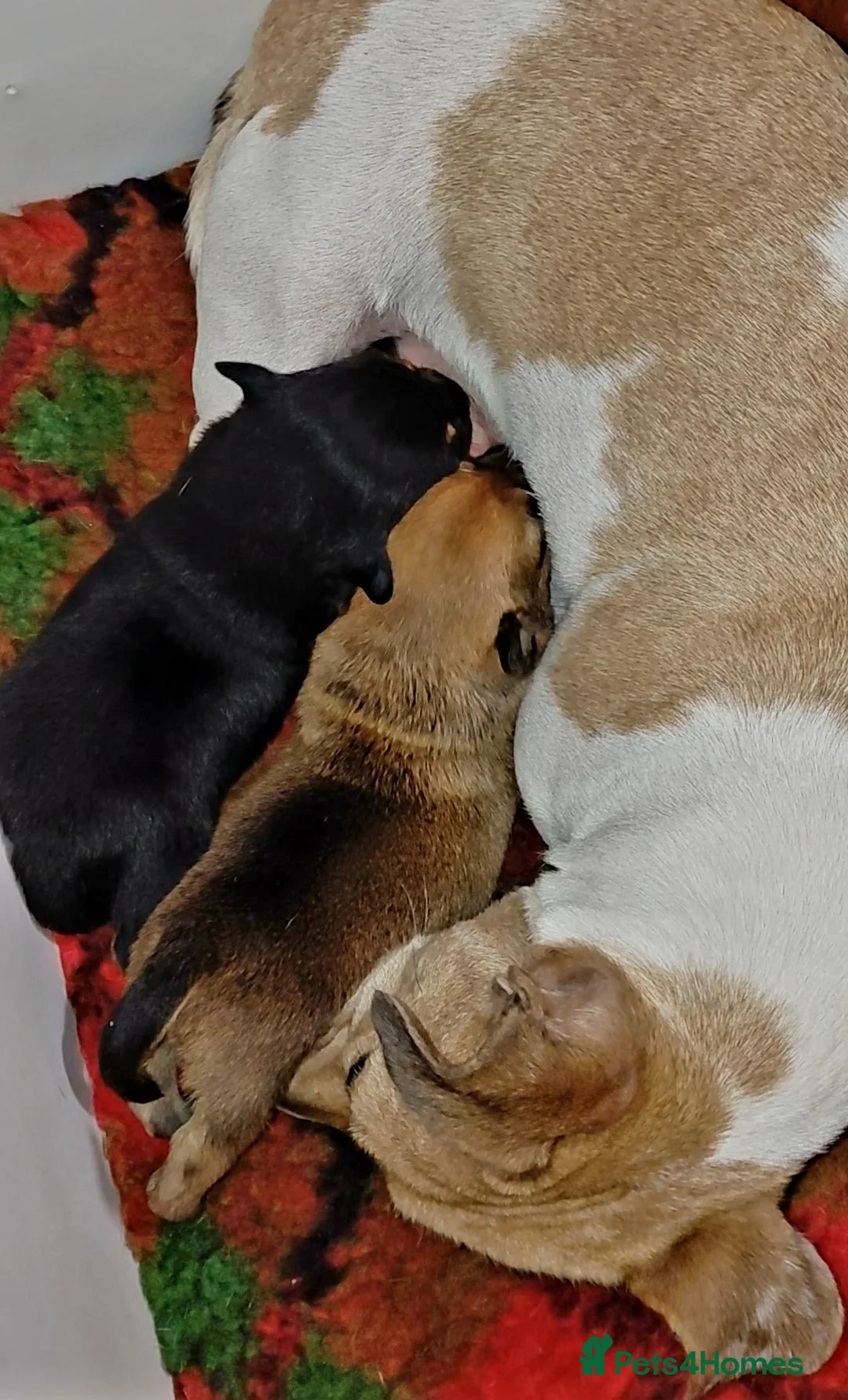 Jack Russell dogs for sale: Jack Russell Female in Kidderminster - Advert 1