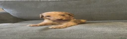 Irish Doodle dogs for sale: F1B Irish doodle puppies   - Advert 13