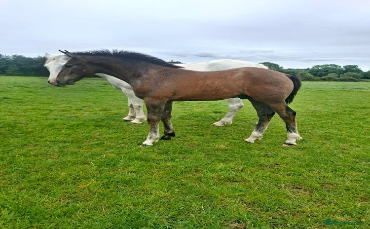 Irish Draught horses - Advert 1