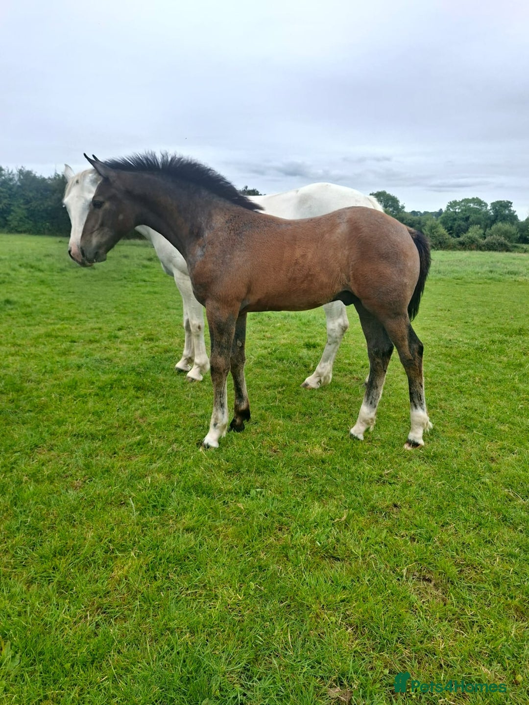 Irish Draught horses for sale: Irish Draught/ISH foals for sale  - Image 1