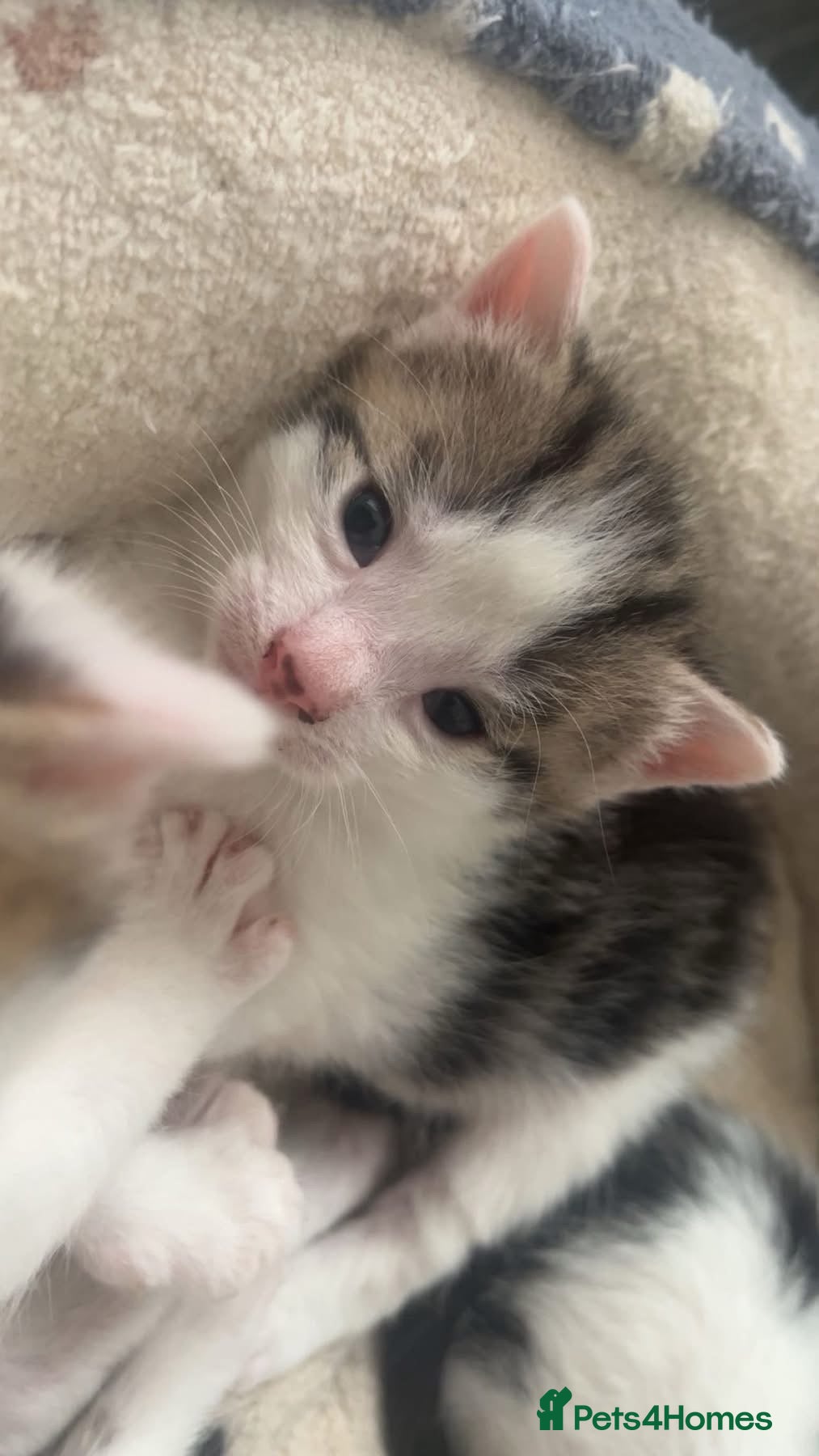 Mixed Breed cats Kittens for sale  - Advert 2