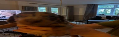 Dachshund 1