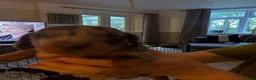 Dachshund dogs for sale: Puppies  - Advert 6