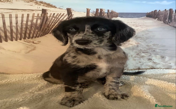 Mixed Breed dogs - Advert 8