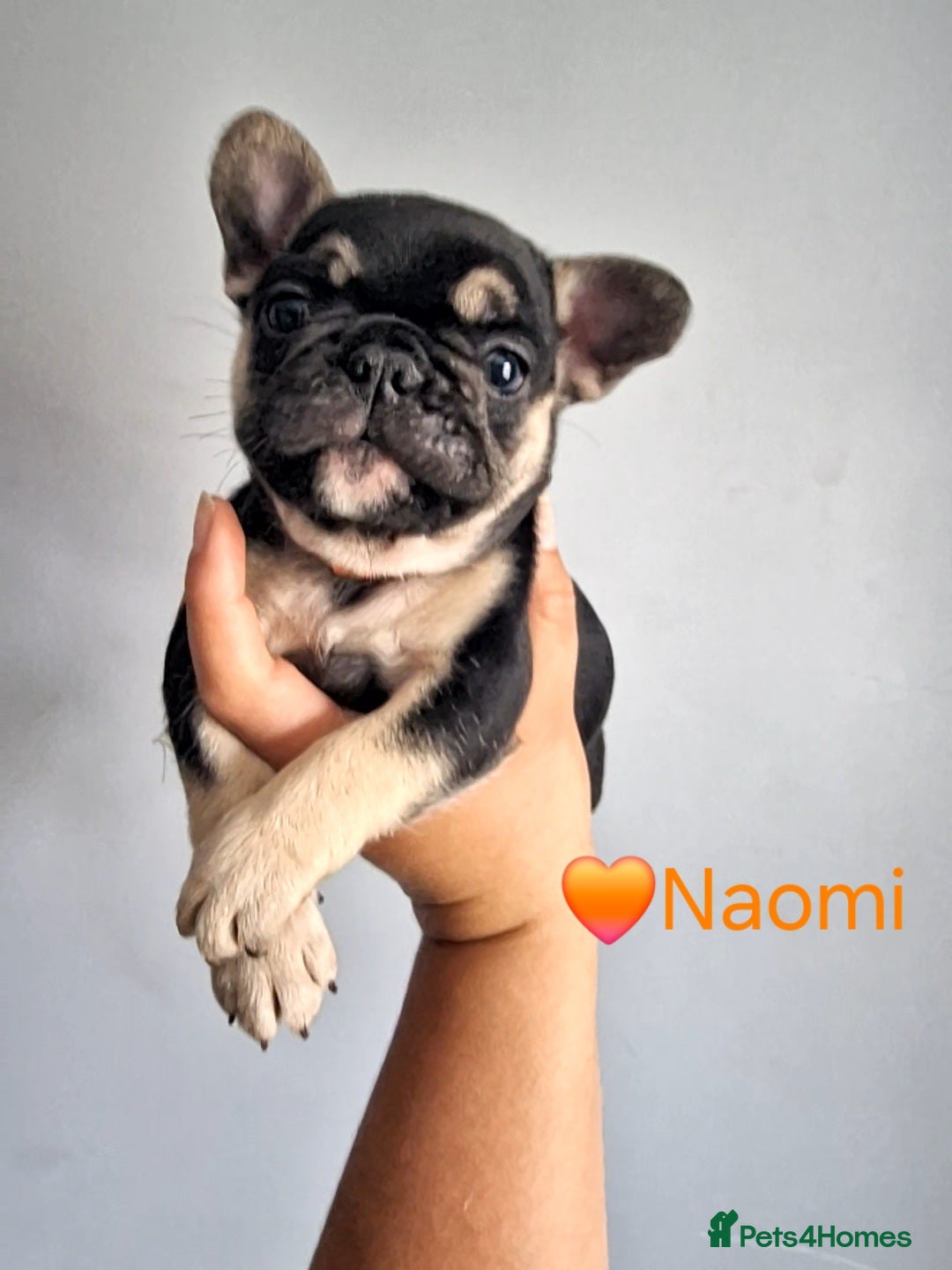 French Bulldog dogs for sale: Fluffy french bulldog puppies - Image 14