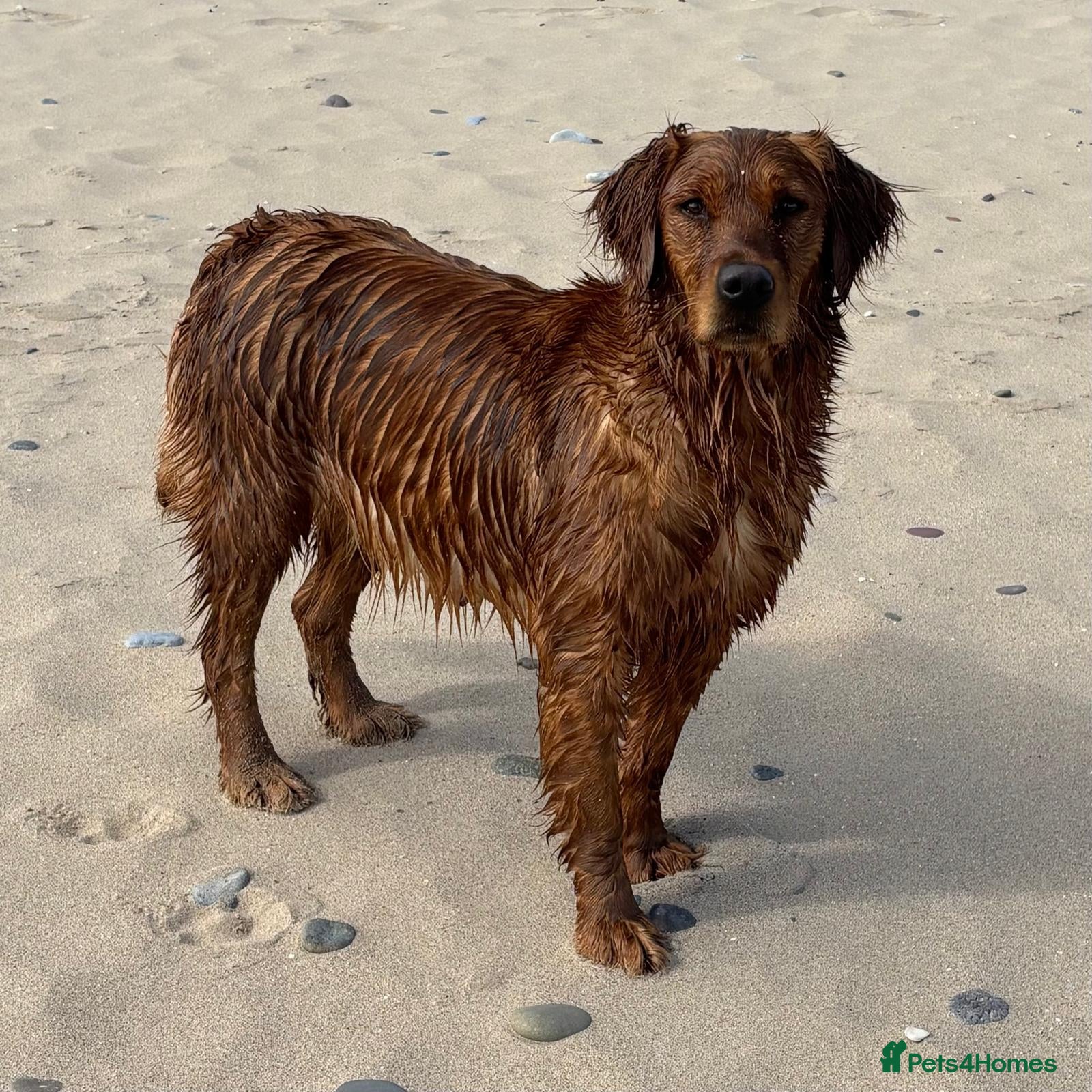 Golden Retriever dogs FOX RED, KC Reg puppies - Advert 1