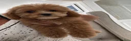 Cavapoo dogs for sale: F1 Cavapoo puppy’s  in Ascot - Advert 3