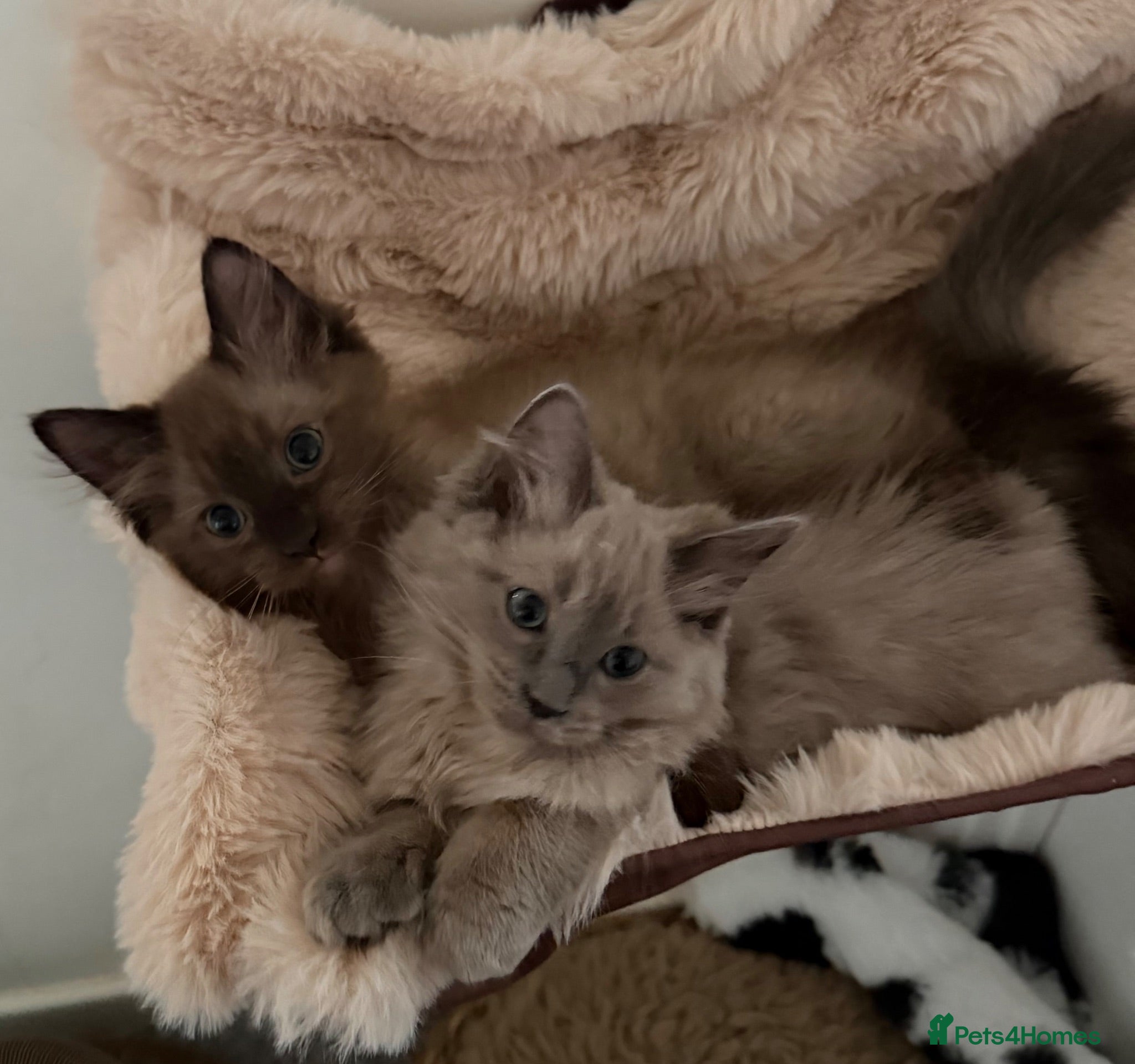 Ragdoll cats Tica Registered Mink Ragdolls - Advert 2