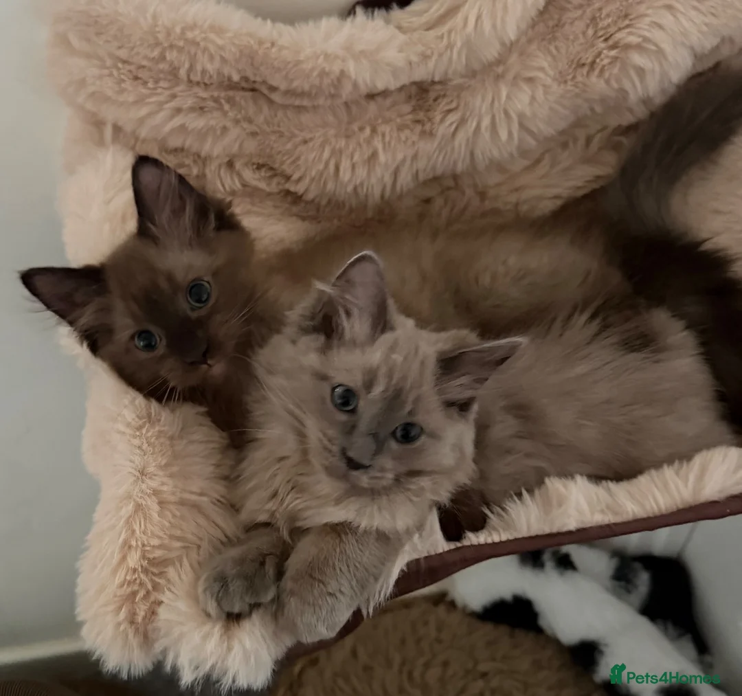 Ragdoll cats for sale: Tica Registered Mink Ragdolls - Advert 2