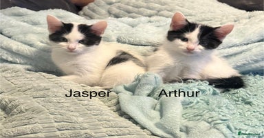 Mixed Breed cats - Advert 2